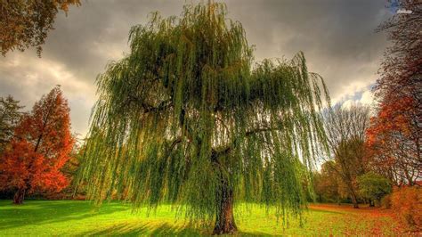 Willow Tree Wallpapers - Top Free Willow Tree Backgrounds - WallpaperAccess