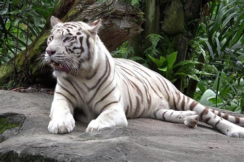 Delhi Zoo White Tigers & lions with Old Fort Visit 2023 - New Delhi