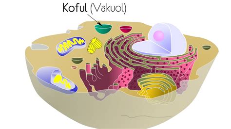 Koful - Evrim Ağacı