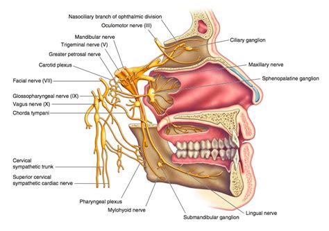 Trigeminal ganglion; Gasserian Ganglion; Semilunar Ganglion