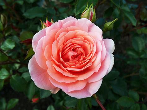 Apricot Drift® Roses For Sale Online | The Tree Center