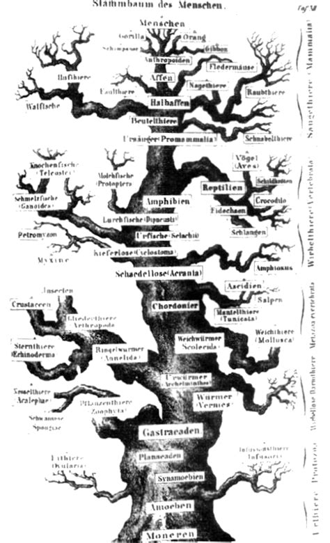 Language Family Tree - Kenjutaku