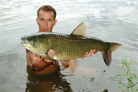 Carp | fish species | Britannica.com