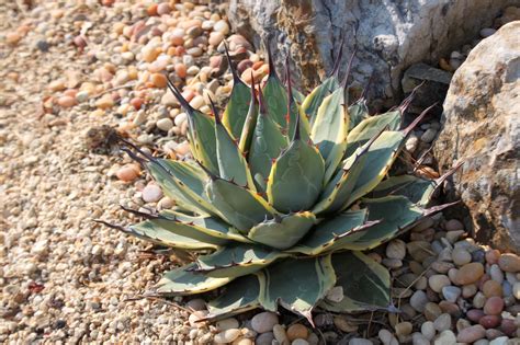 Small Agaves in the Garden