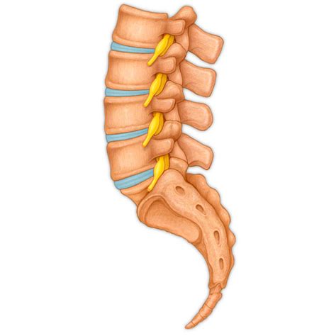 Lumbar Vertebrae Anatomy Lateral