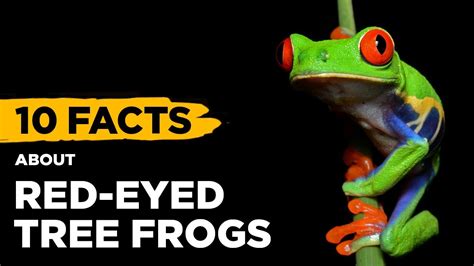 10 Fascinating Facts About Red-Eyed Tree Frogs - YouTube