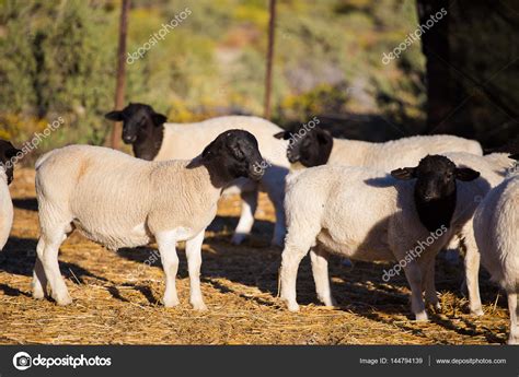 Dorper Sheep Rams — Stock Photo © dewald@dewaldkirsten #144794139