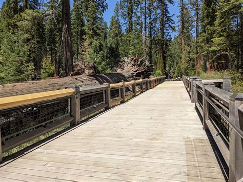 Welcoming Yosemite Visitors Back to Mariposa Grove Post-Storm