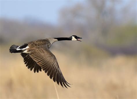 Canada Goose in flight - Birds and Blooms