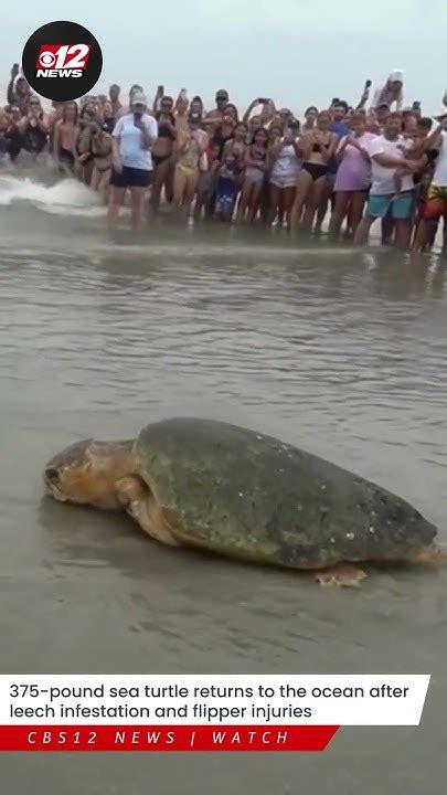 375-pound sea turtle returns to the ocean after leech infestation and flipper injuries - YouTube