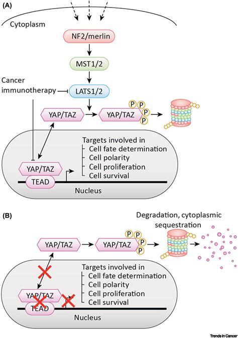 Hippo Pathway in Cancer: Aberrant Regulation and Therapeutic Opportunities: Trends in Cancer