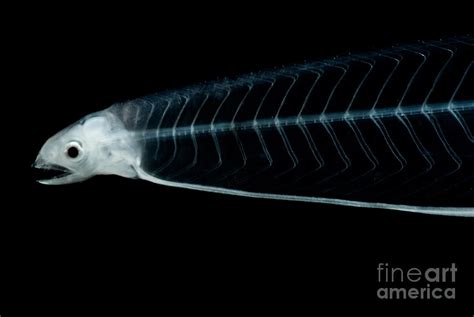 Leptocephalus Larva Photograph by Danté Fenolio - Fine Art America