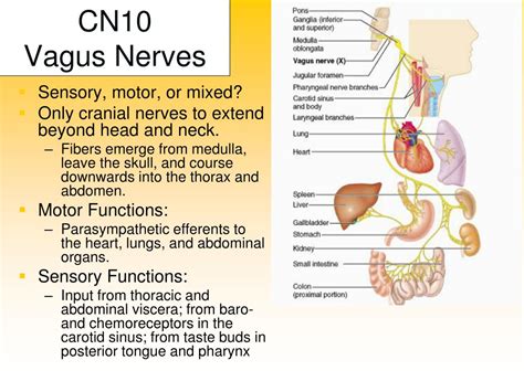 Vagus Nerve Sensory Function