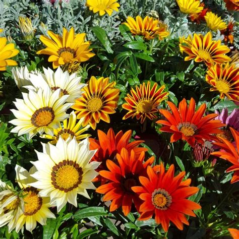 Gazania - Flowers and Foliage Colour