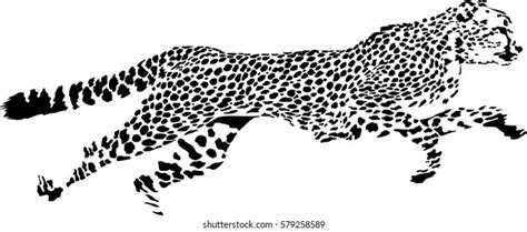 Black White Vector Sketch Running Cheetah Stock Vector (Royalty Free) 579258589 | Shutterstock