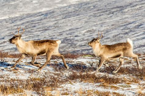 Reindeer of the Arctic, Facts and Adaptations - Rangifer tarandus, also called caribou