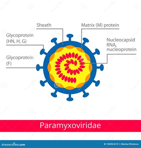 Parvoviridae. Classification Of Viruses. Vector Illustration | CartoonDealer.com #106961066