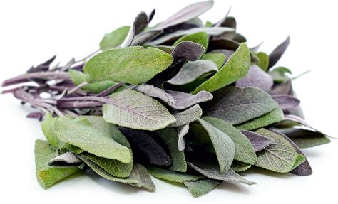 Purple Sage Information and Facts