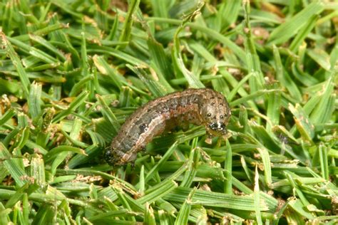 Fall Armyworms Are Marching - The Turfgrass Group Inc