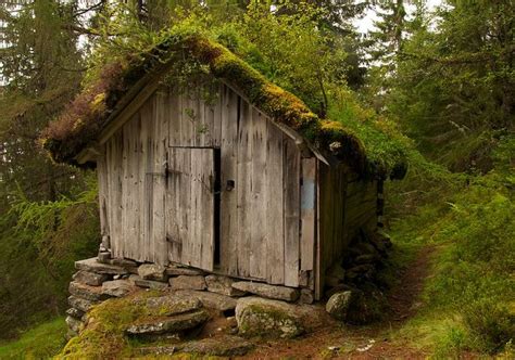 Forest Hut | Forest house, Cabins in the woods, Sustainable homestead