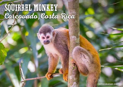 Wildlife in Corcovado National Park, Costa Rica (PHOTOS!) • James Kaiser