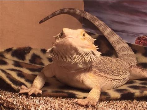 Bearded Dragon smile is the most adorable thing. | Bearded dragon, Bearded dragon cute, Cute lizard