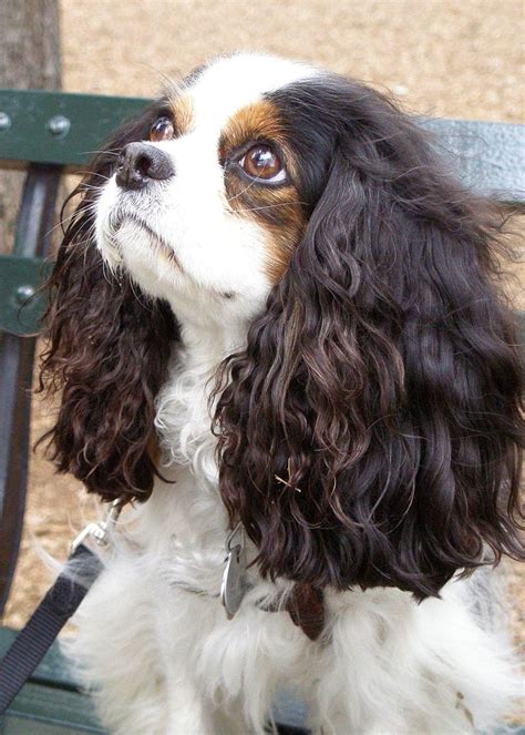 Cavalier King Charles Spaniel – Graceful and Affectionate | King charles dog, Charles spaniel ...