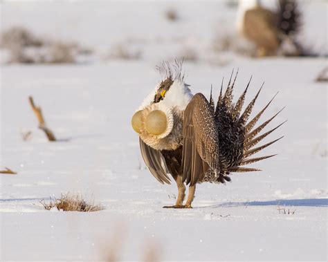 Upland Game Birds | SummersWildlife.com