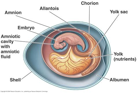 Basic anatomy and physiology, Chicken anatomy, Female reproductive system anatomy