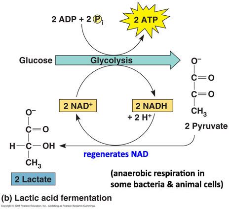 Lactic acid fermentation / การหมักให้เกิดกรดแล็กทิก - Food Wiki | Food Network Solution