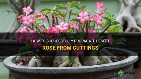 How To Successfully Propagate Desert Rose From Cuttings | ShunCy