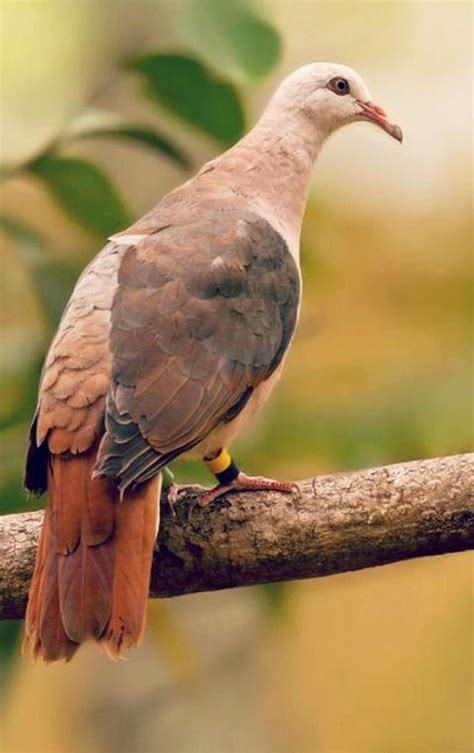 Pink Pigeon (Nesoenas mayeri). A critically endangered species of ...