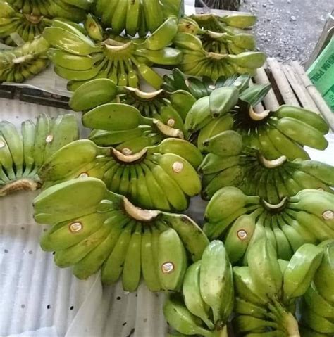 Cardava "saba" Banana Exporter | Tagum City