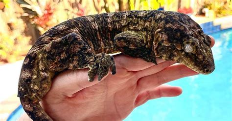 Leachianus Gecko Care Sheet, Size, Morphs, Price More More