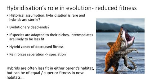 PPT - The role of hybridisation in evolution PowerPoint Presentation, free download - ID:502902