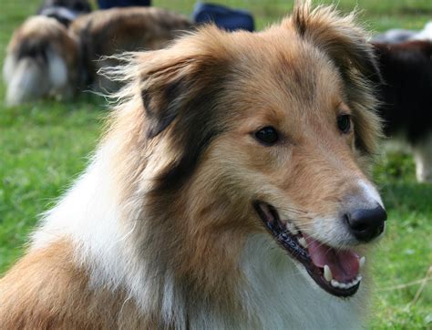 Pets: Shetland Sheepdog