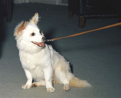 JFK's Dog, Pushinka - Presidential Pet Museum