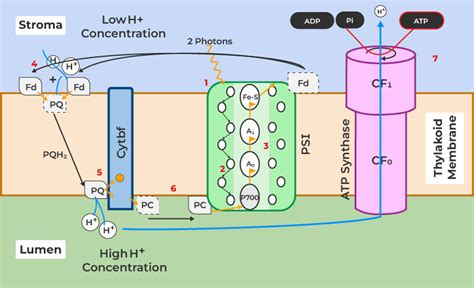 Cyclic Photophosphorylation Diagram