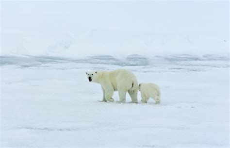 Climate-driven Change in Eating Habits Behind Drop in Mercury ...