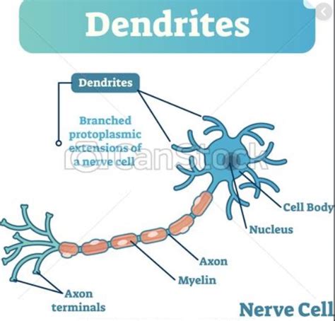 Dendrite | Introduction, Structure & Functions