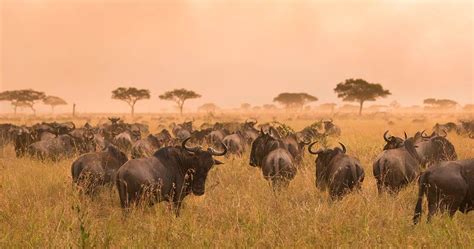 Animal life in Serengeti National Park - Information about predators, herbivores, reptiles and more