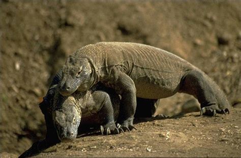 Komodo dragon blood helps fight antibiotic resistant bacteria - TipsMake.com