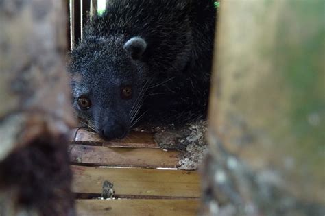 The binturong - ABConservation