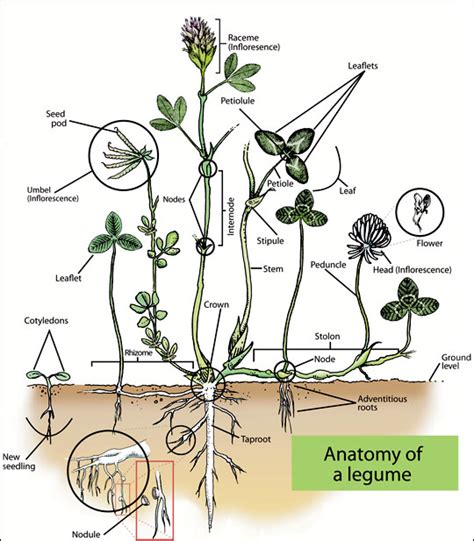 Seed to Feed Me: WHAT IS A LEGUME?