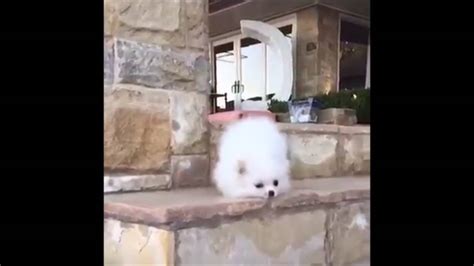 Dog Falling Down Stairs - YouTube