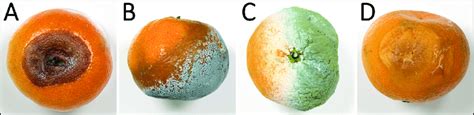 Symptoms of Alternaria rot (A), blue mold (B), green mold (C) and sour ...