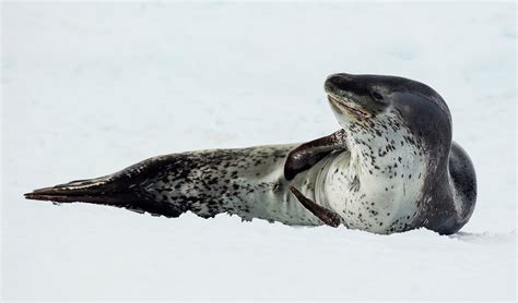 Leopard seal facts, distribution & population | BioDB