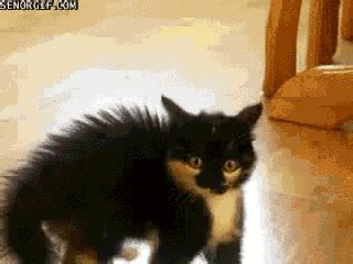 a very upset kitten - Gif Abyss