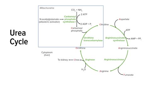 Steps Of Urea Cycle