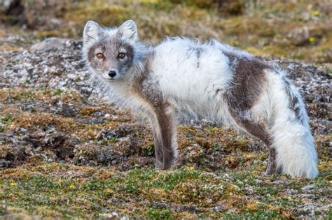 Arctic Foxes: Constant Gardeners of the Arctic